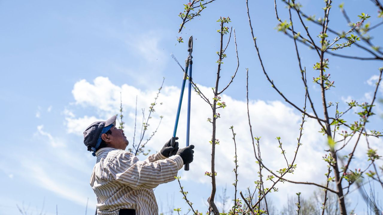 Poda de ramas de un árbol con tijera de altura