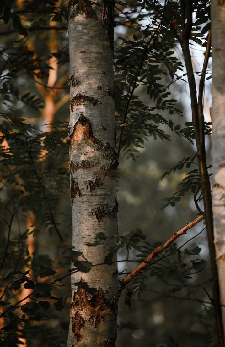 Bosque de abedules
